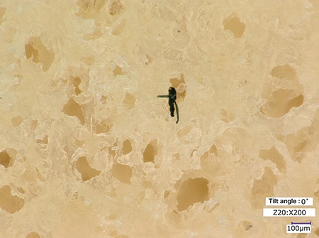 Observation of insects adhered to freeze-dried tofu (200x)