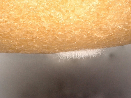 Observation of mould on a donut using the VHX Series 4K Digital Microscope