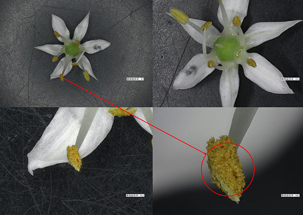 【Sample】Chinese Chive Flower and its Pollen